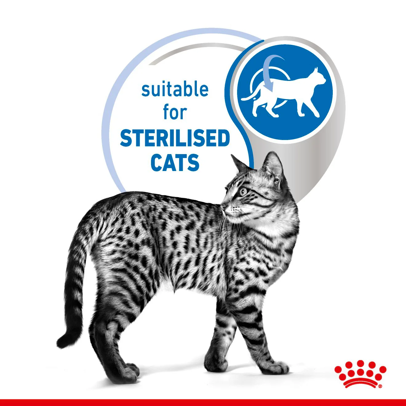Royal Canin Indoor Adult Sterilised Cat Wet Food - Jelly - Image 4