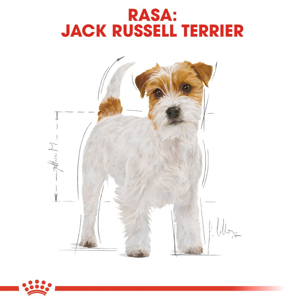 Royal Canin Jack Russell Adult Dry Dog Food - 1.5kg - Image 8