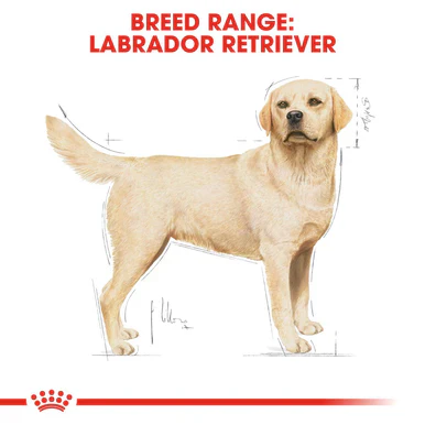 Royal Canin Labrador Retriever Adult Dry Dog Food - Image 4