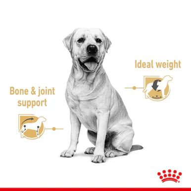 Royal Canin Labrador Retriever Adult Wet Dog Food - Loaf in Sauce - Image 3