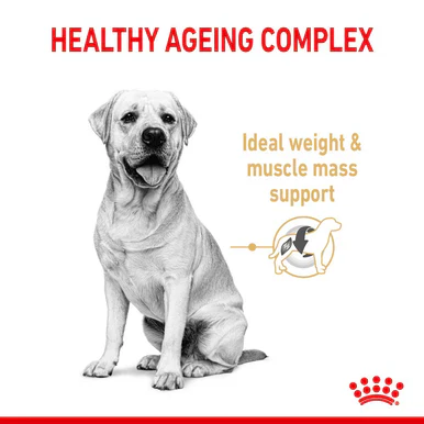 Royal Canin Labrador Retriever Ageing Adult 5+ Dry Dog Food - Image 2