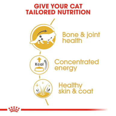 Royal Canin Maine Coon Adult Cat Wet Food in Gravy - Image 5