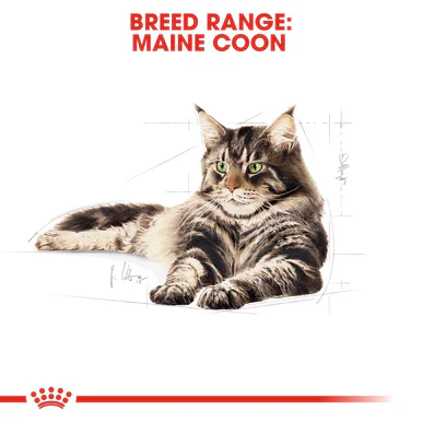 Royal Canin Maine Coon Adult Dry Cat Food - Image 5