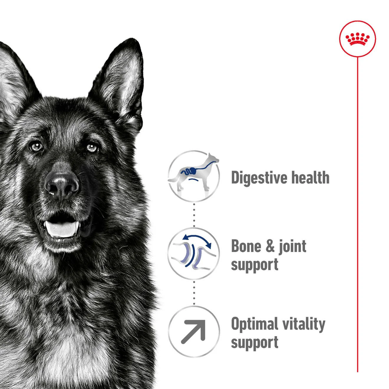 Royal Canin Maxi Adult 5+ Dry Dog Food - Image 2