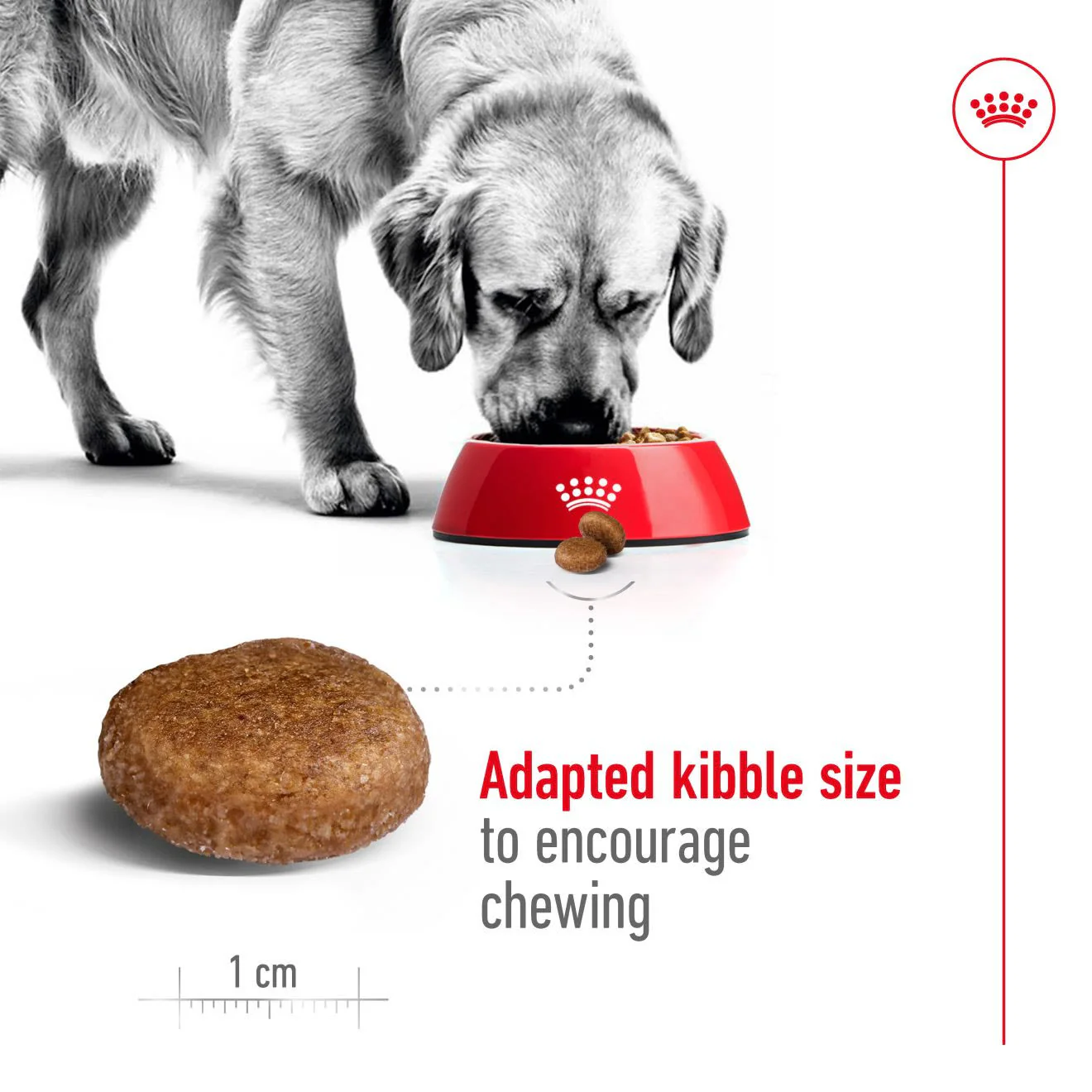 Royal Canin Maxi Adult 5+ Dry Dog Food - Image 3