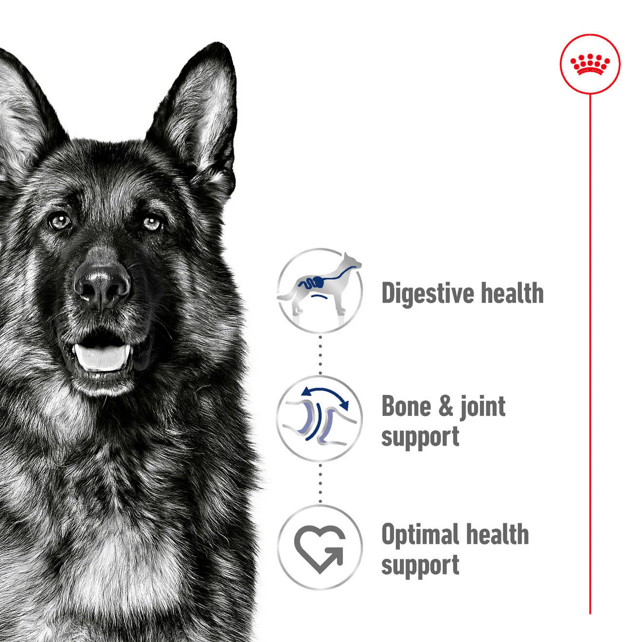 Royal Canin Maxi Adult Dry Dog Food - Image 3