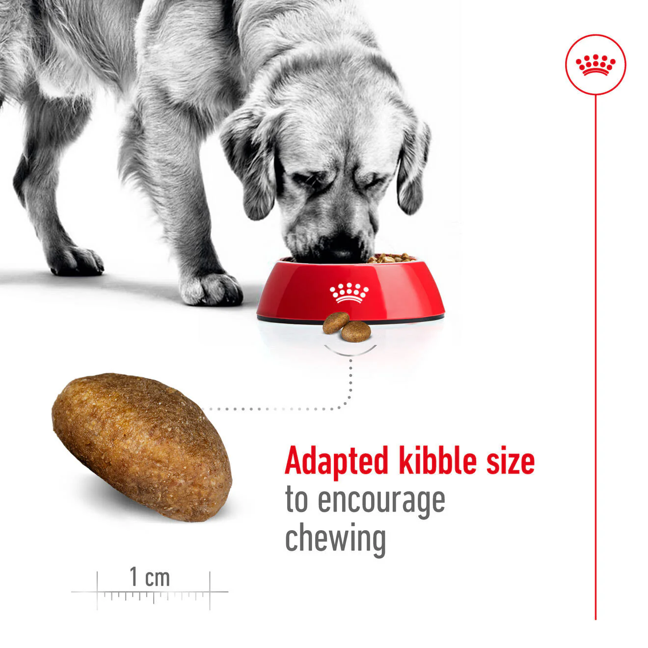 Royal Canin Maxi Adult Dry Dog Food - Image 4