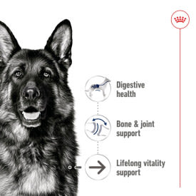 Royal Canin Maxi Ageing 5+ Senior Wet Dog Food in Loaf - Image 3