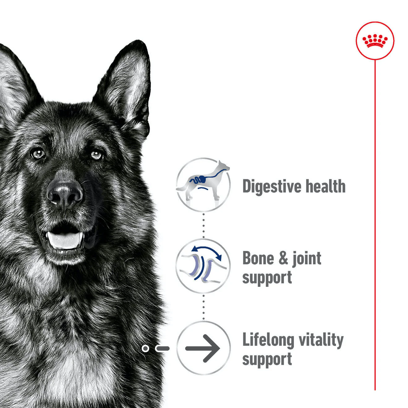 Royal Canin Maxi Ageing 8+ Dry Dog Food - Image 2