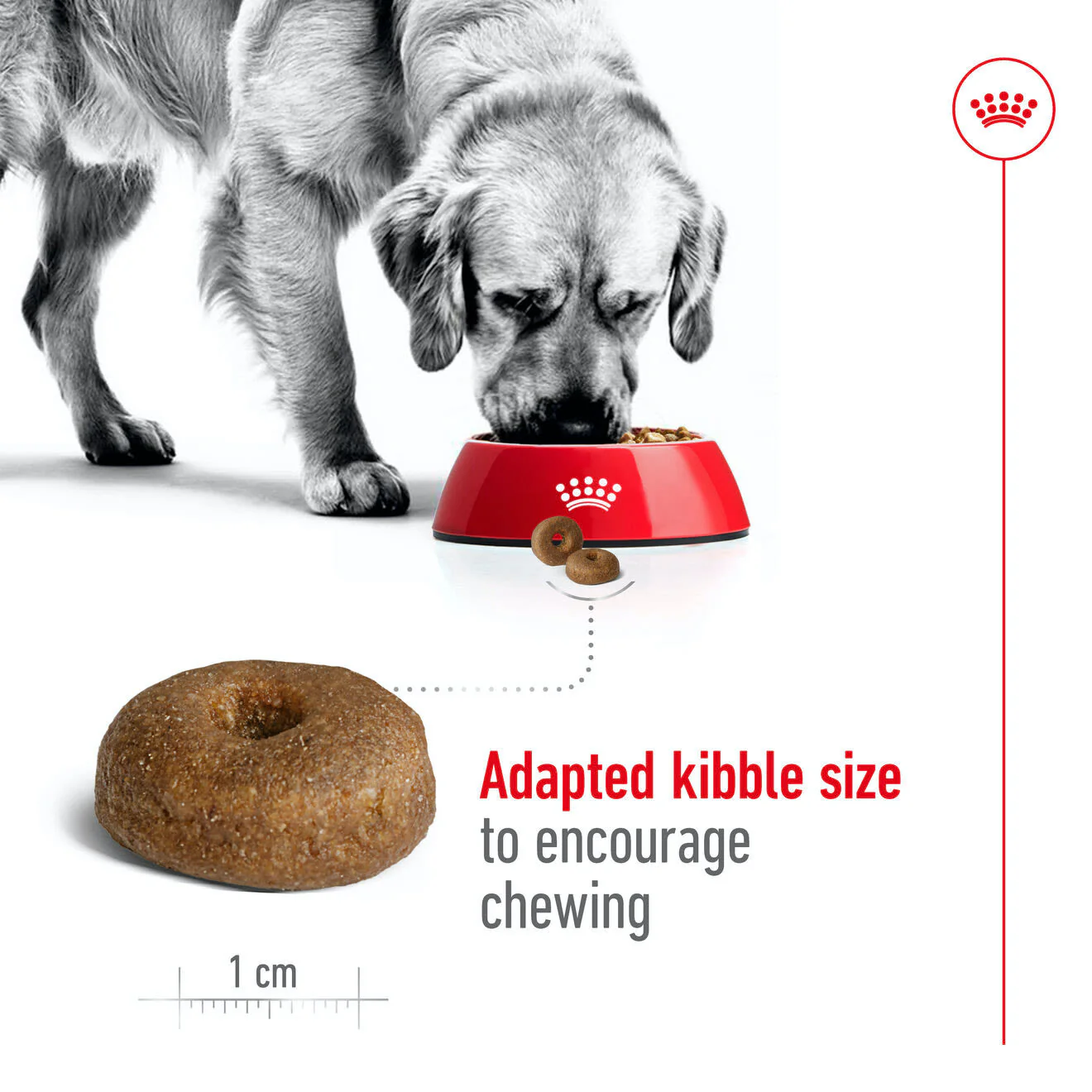 Royal Canin Maxi Ageing 8+ Dry Dog Food - Image 3