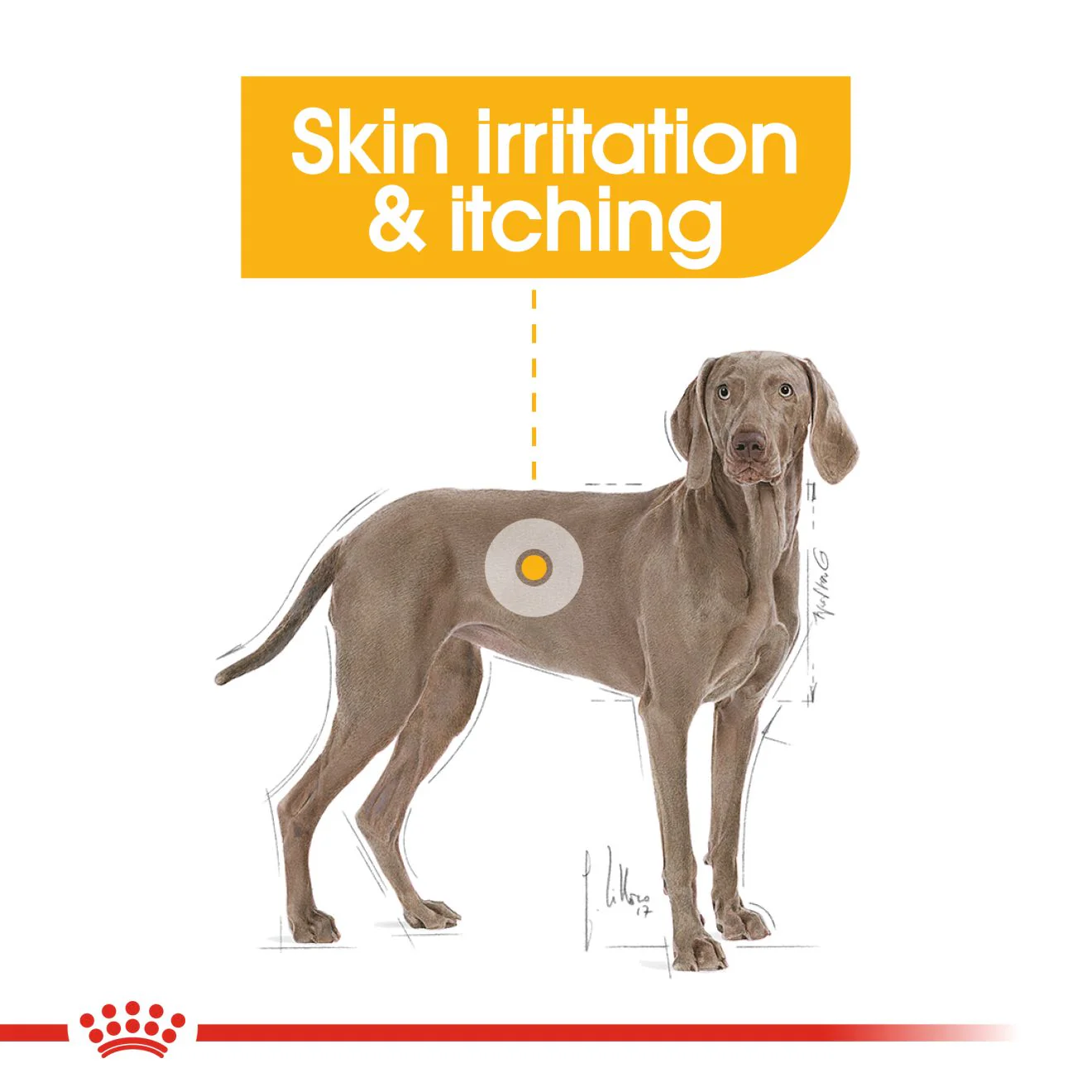 Royal Canin Maxi Dermacomfort Adult Dry Dog Food - Image 4