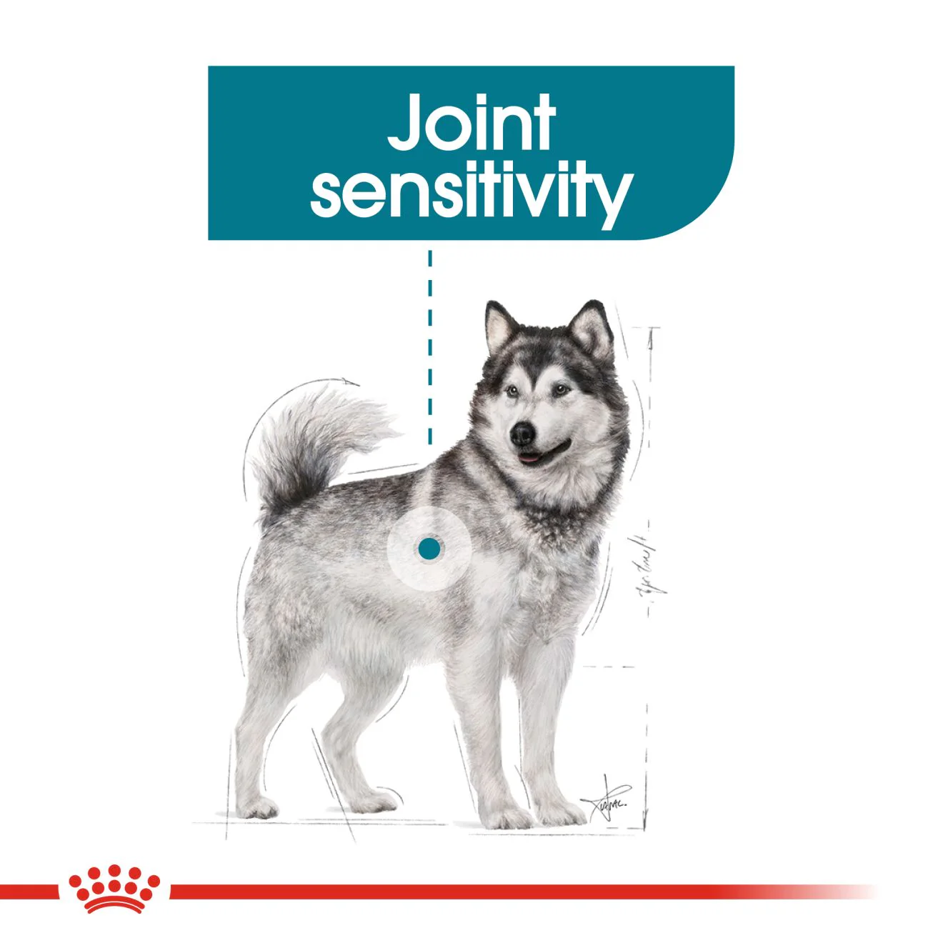 Royal Canin Maxi Joint Care Adult Dry Dog Food - Image 3