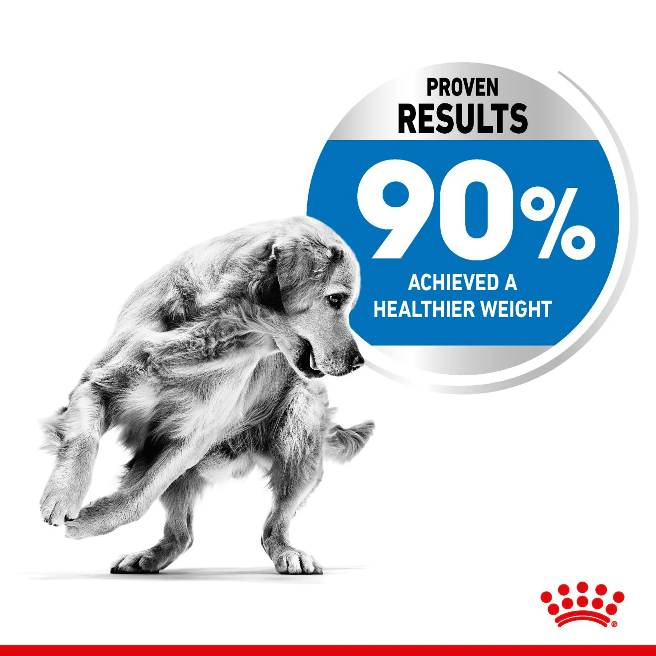 Royal Canin Maxi Light Weight Care Adult Dry Dog Food - Image 4