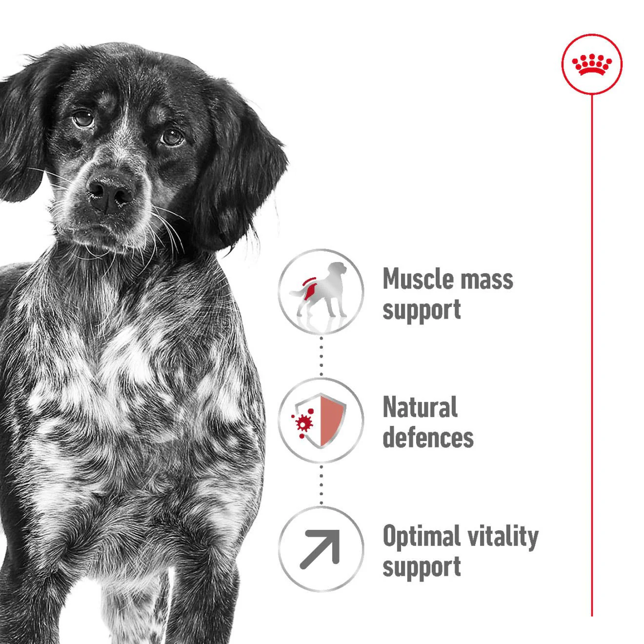 Royal Canin Medium Adult 7+ Dry Dog Food - Image 2