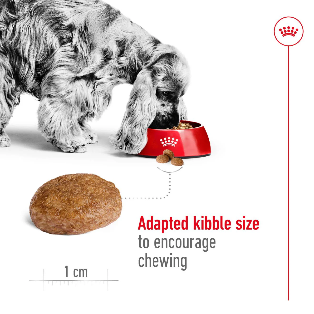 Royal Canin Medium Adult 7+ Dry Dog Food - Image 4