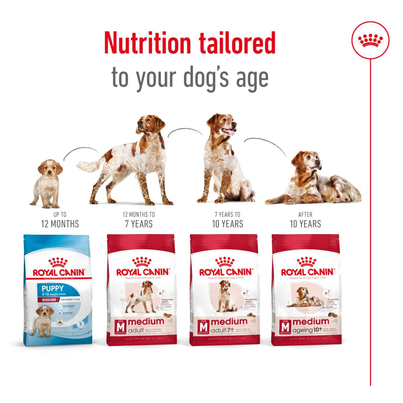 Royal Canin Medium Adult 7+ Dry Dog Food - Image 7
