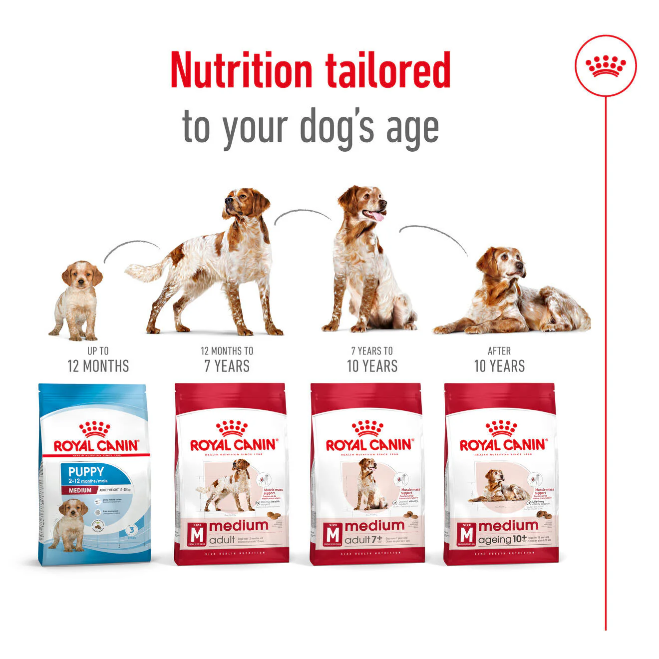 Royal Canin Medium Adult Dry Dog Food - Image 11