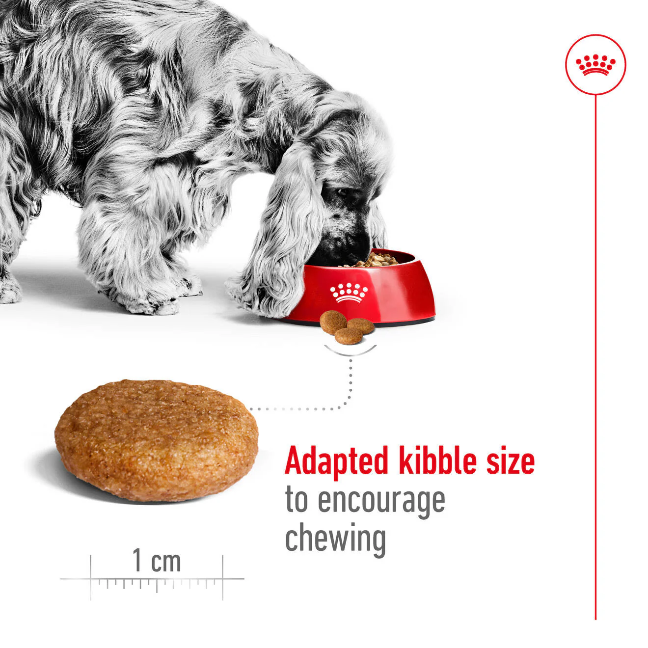 Royal Canin Medium Adult Dry Dog Food - Image 6