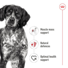 Royal Canin Medium Adult Wet Dog Food in Loaf - Image 3