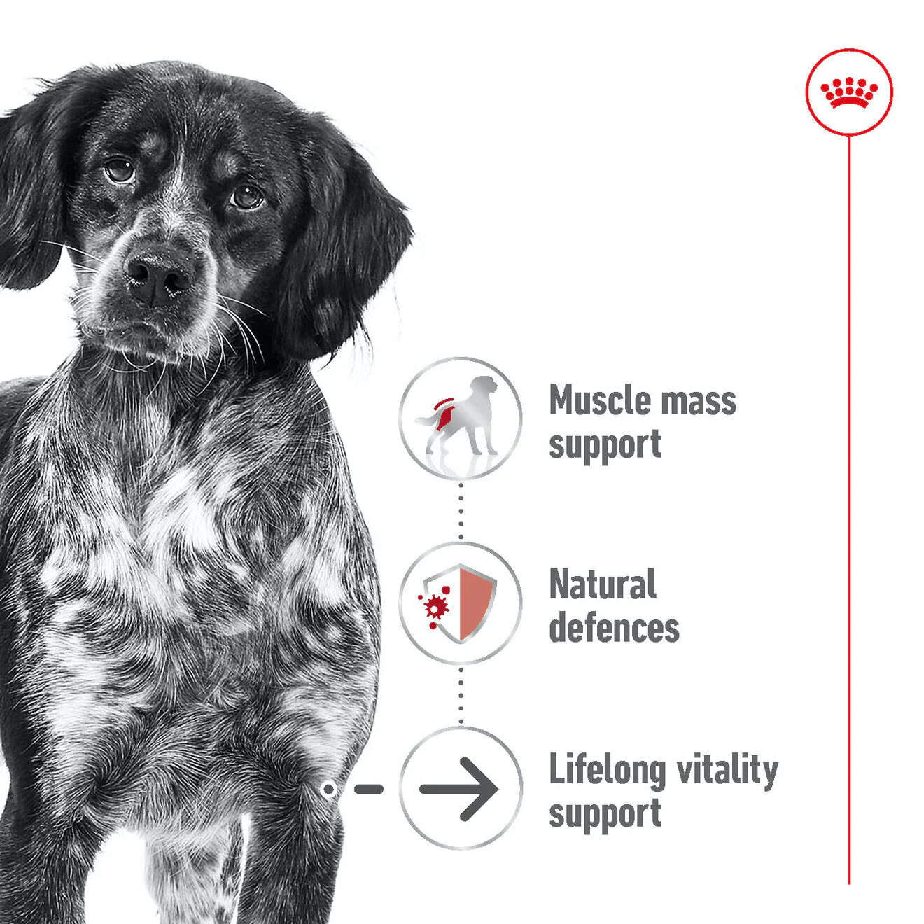Royal Canin Medium Ageing 10+ Dry Dog Food - Image 2