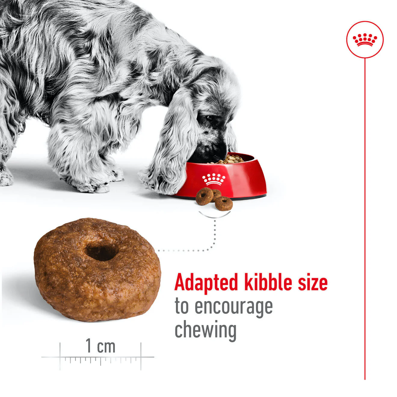 Royal Canin Medium Ageing 10+ Dry Dog Food - Image 4