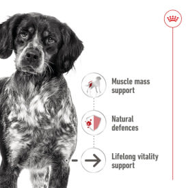 Royal Canin Medium Ageing 10+ Senior in Gravy Wet Dog Food - Image 3