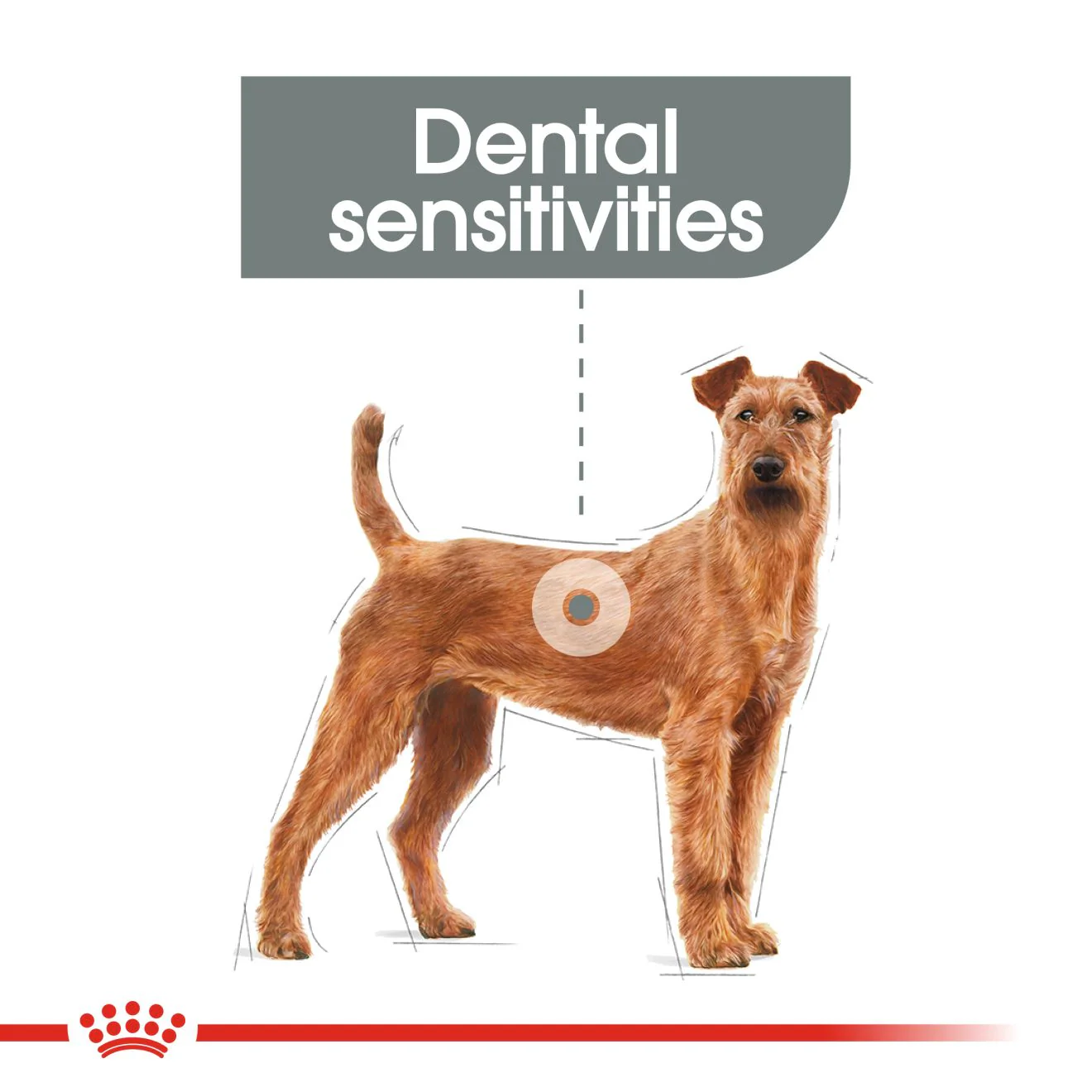 Royal Canin Medium Dental Care Adult Dry Dog Food - Image 3