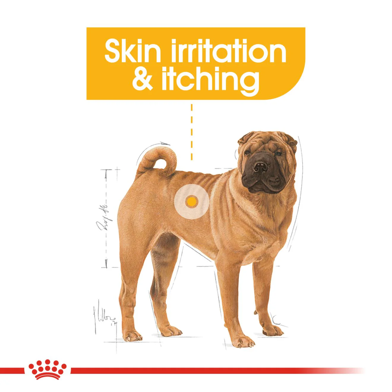 Royal Canin Medium Dermacomfort Adult Dry Dog Food - Image 4
