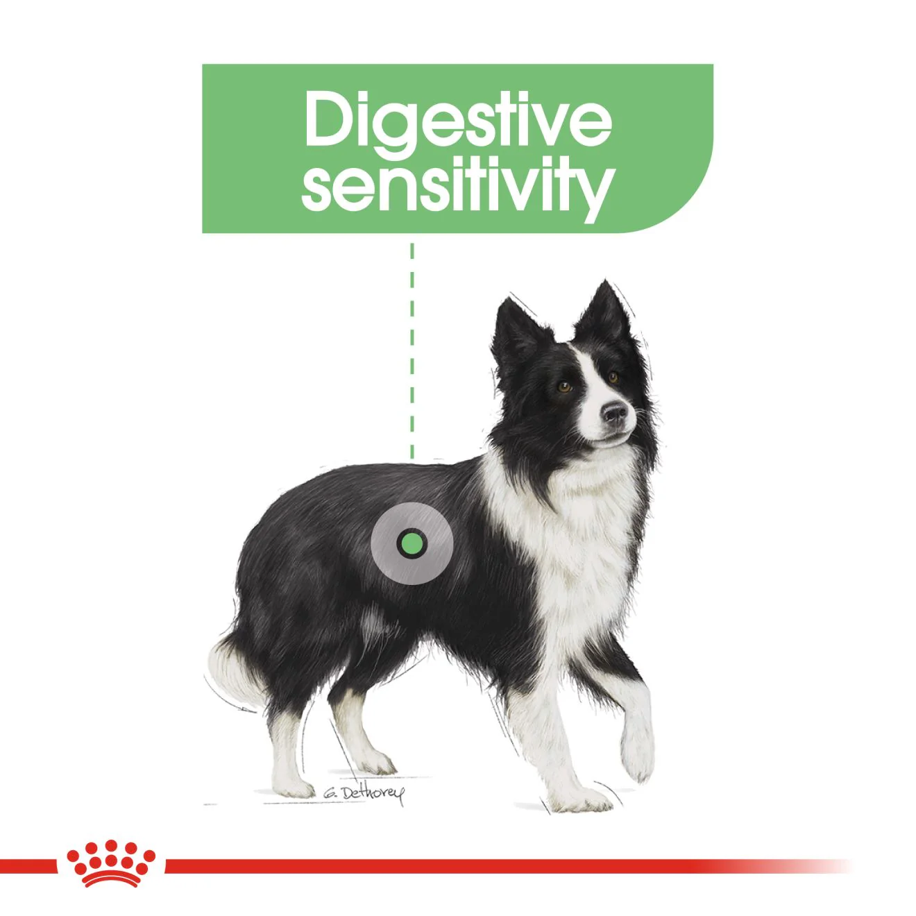 Royal Canin Medium Digestive Care Adult Dry Dog Food - Image 4