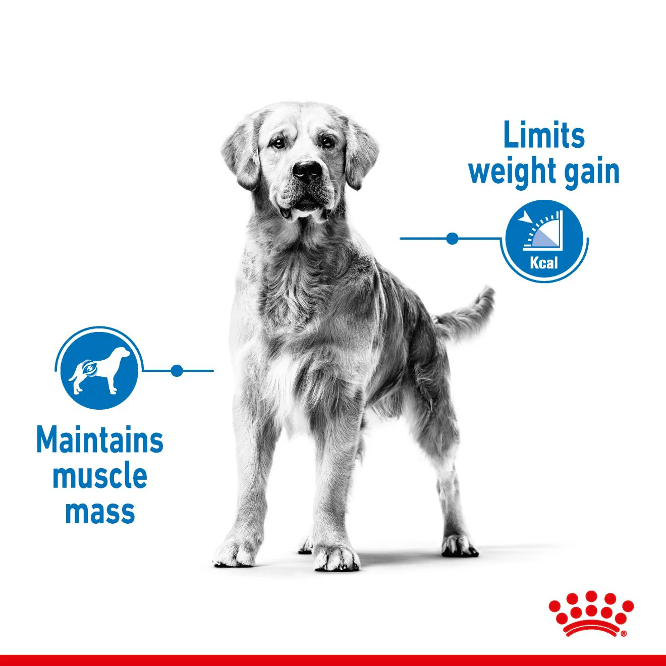 Royal Canin Medium Light Weight Care Adult Dry Dog Food - Image 3