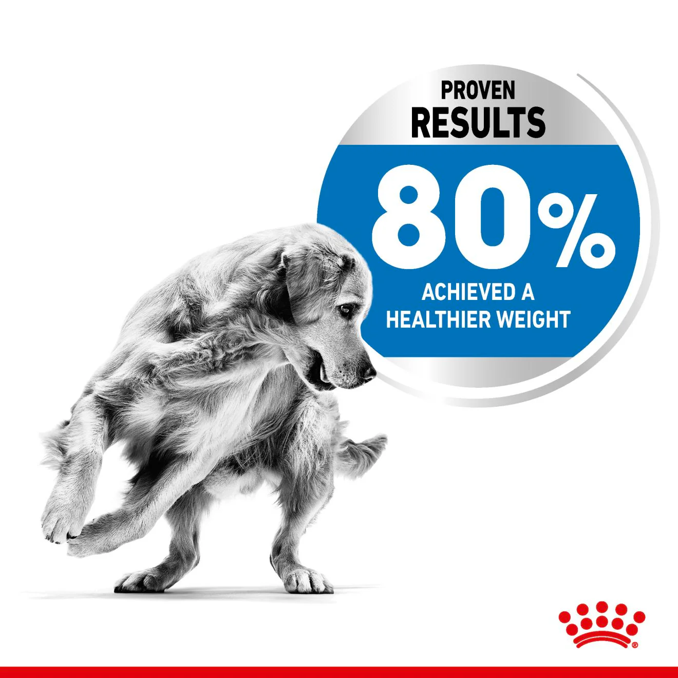 Royal Canin Medium Light Weight Care Adult Dry Dog Food - Image 4