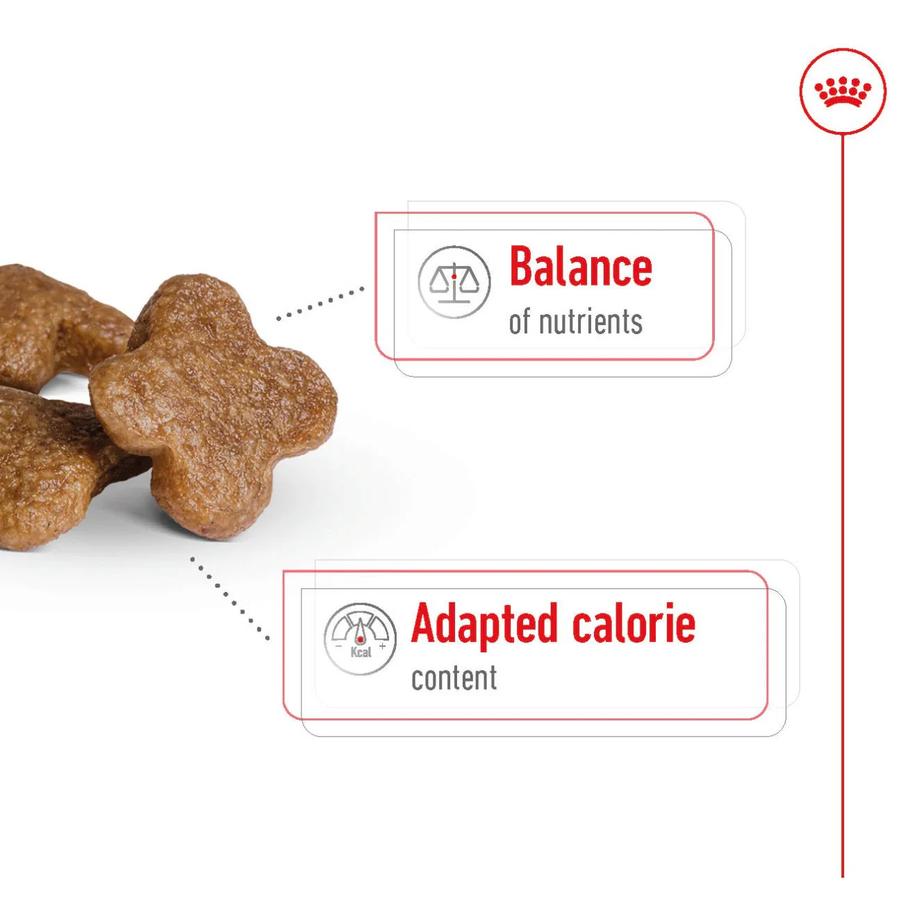 Royal Canin mini Adult 8+ Dry Dog Food - Image 3