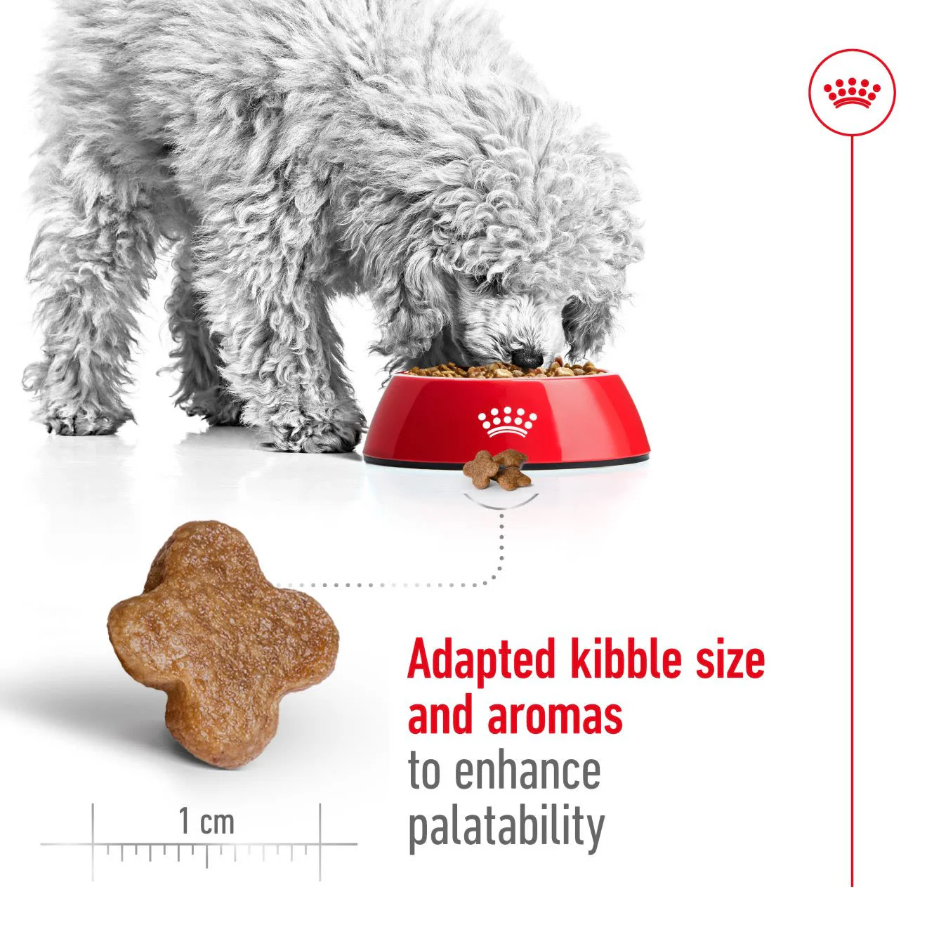 Royal Canin mini Adult 8+ Dry Dog Food - Image 4