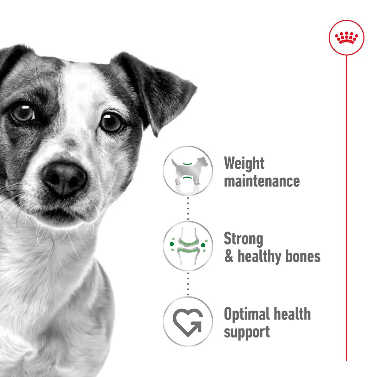 Royal Canin Mini Adult Dry Dog Food - Image 3