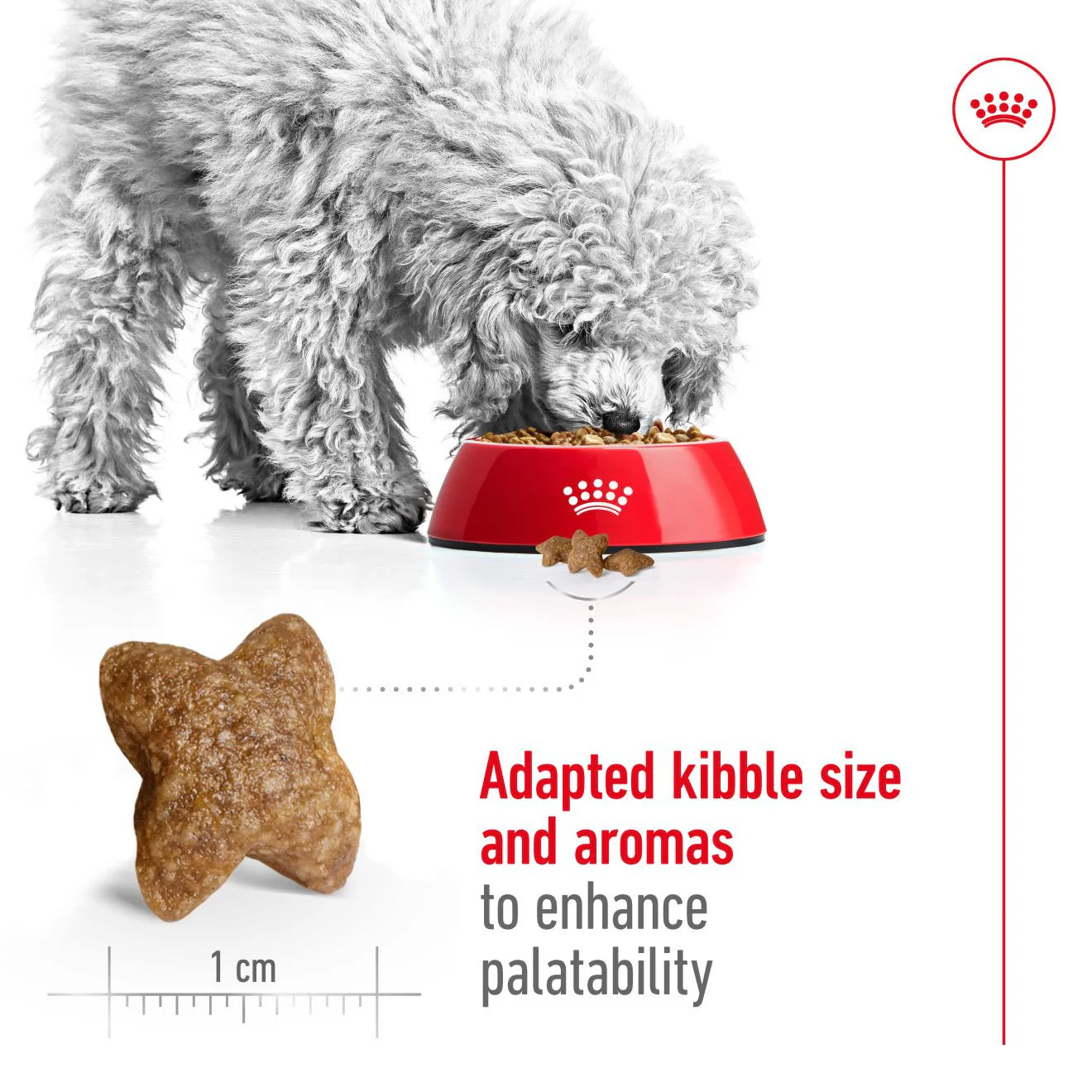 Royal Canin Mini Adult Dry Dog Food - Image 4