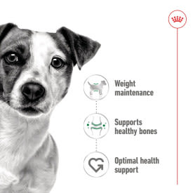 Royal Canin Mini Adult Wet Dog Food - Image 3