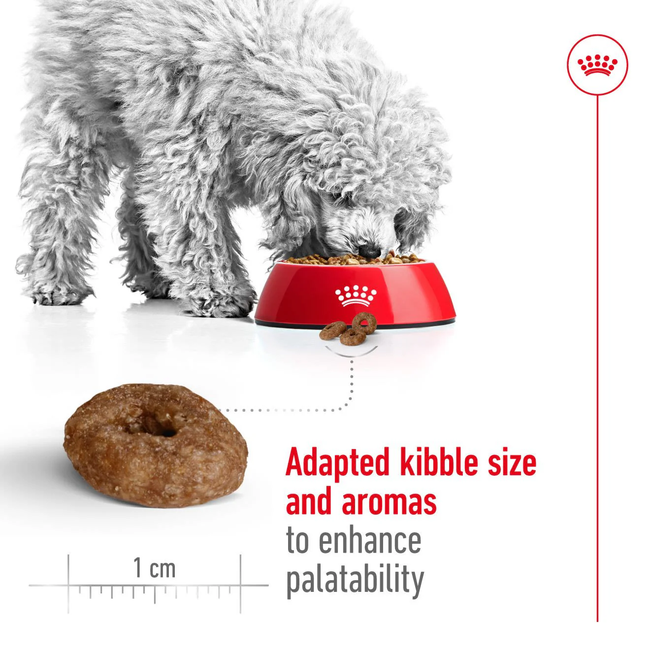 Royal Canin Mini Ageing 12+ Dry Dog Food - Image 4
