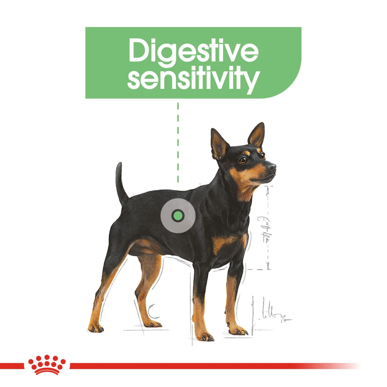 Royal Canin Mini Digestive Care Adult Dry Dog Food - Image 4
