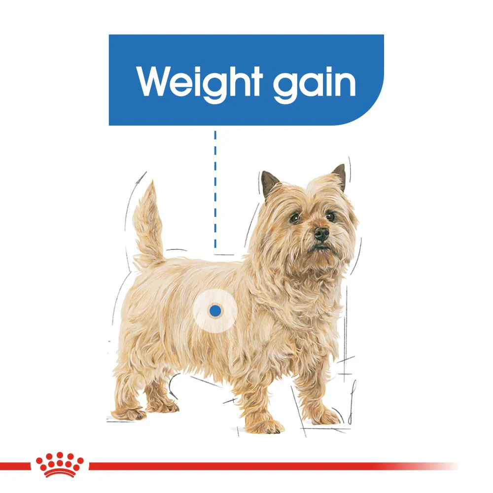 Royal Canin Mini Light Weight Care Adult Dry Dog Food - Image 3