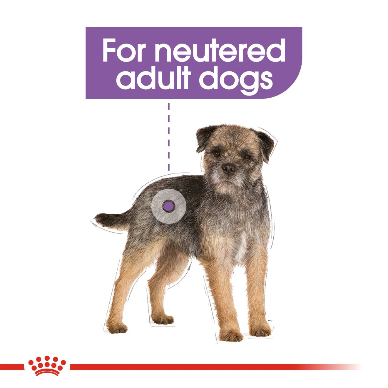 Royal Canin Mini Sterilised Care Adult Dry Dog Food - Image 3