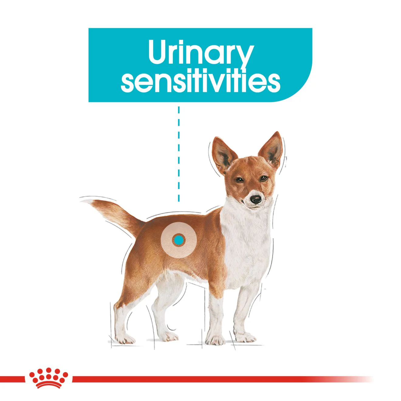 Royal Canin Mini Urinary Care Adult Dry Dog Food - Image 3