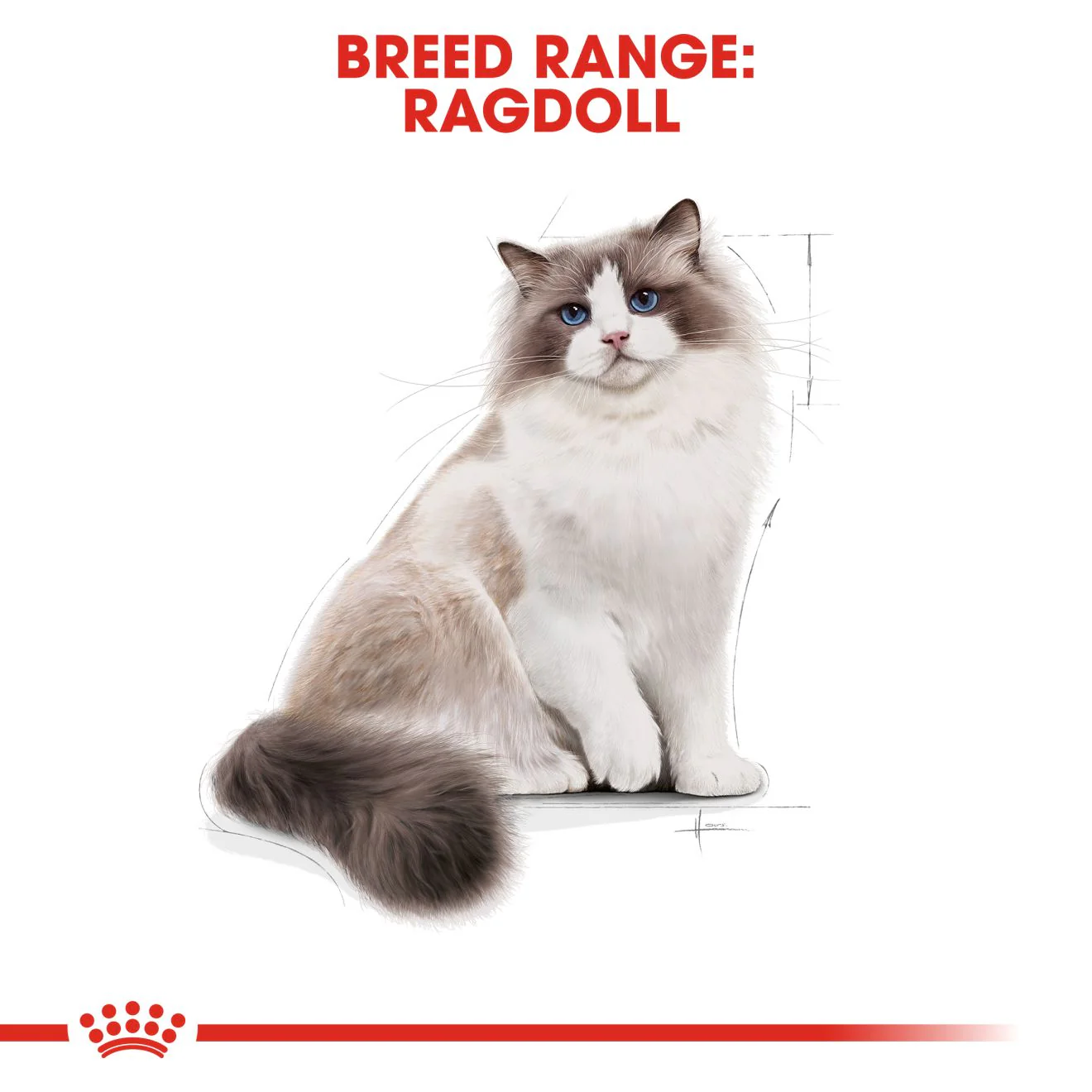 Royal Canin Ragdoll Adult Dry Cat Food - 400g - Image 3