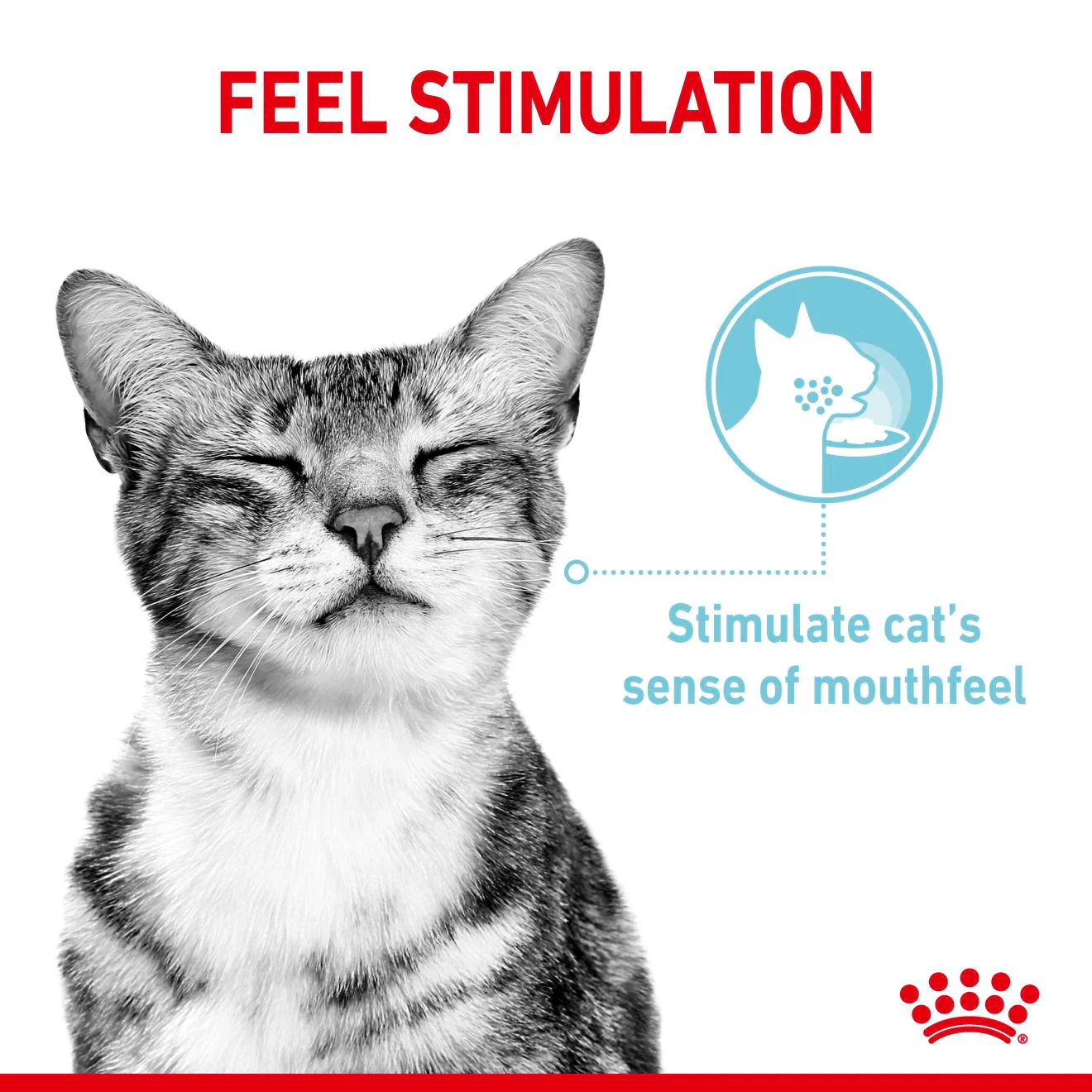 Royal Canin Sensory Feel Wet Cat Food in Gravy - Image 3