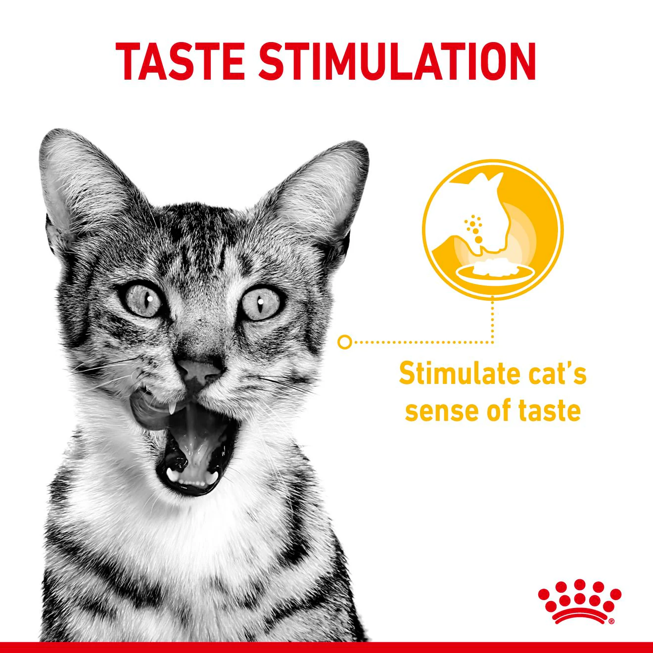 Royal Canin Sensory Taste Wet Cat Food in Jelly - Image 10