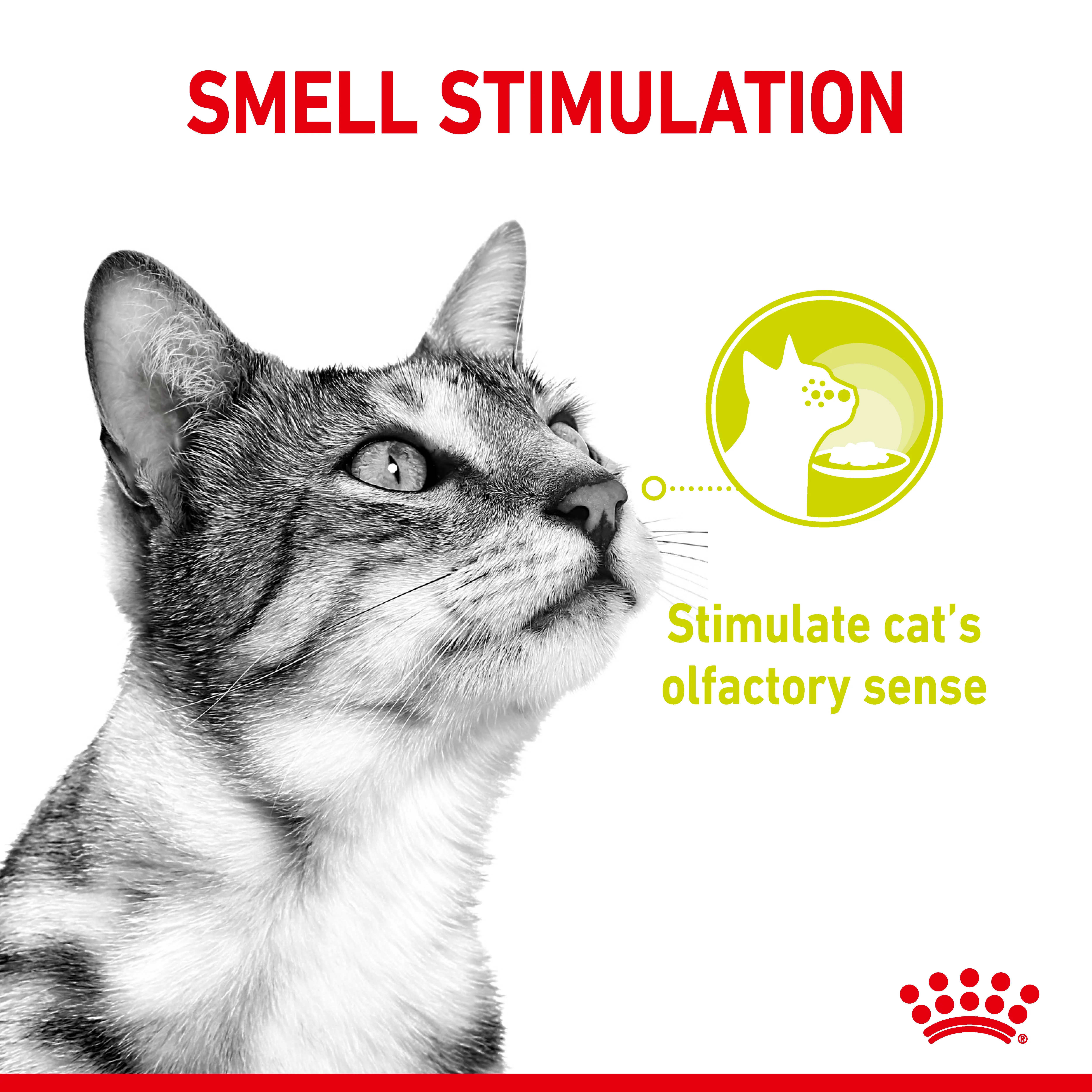 Royal Canin Sensory Variety Pack Wet Cat Food in Gravy - Image 3