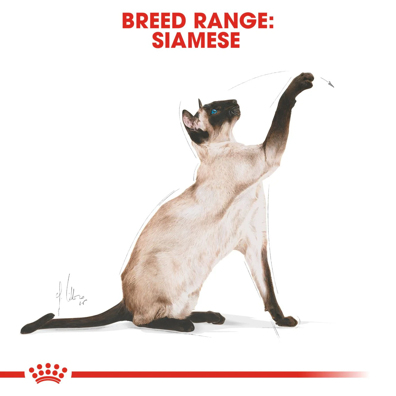 Royal Canin Siamese Adult Dry Cat Food - 10kg - Image 5