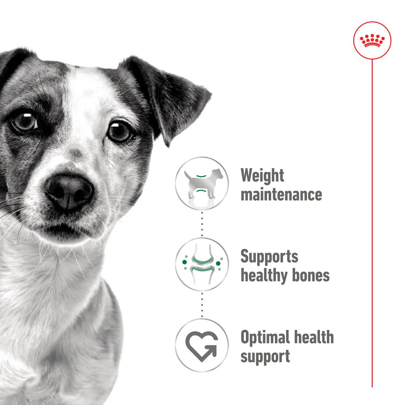 Royal Canin Size Health Nutrition Mini Adult Multipack in Gravy Wet Dog Food - Image 3