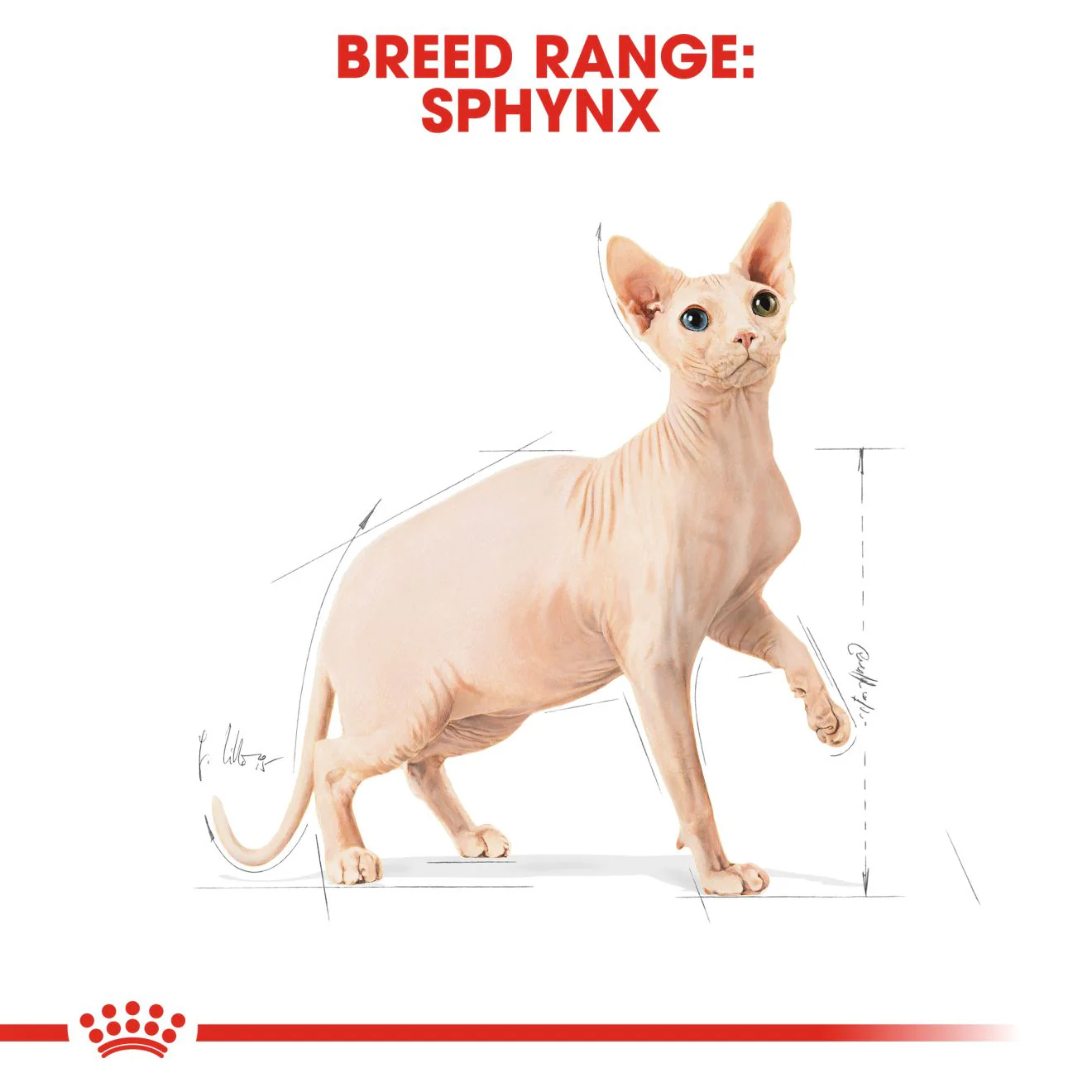 Royal Canin Sphynx Adult Dry Cat Food - 10kg - Image 5