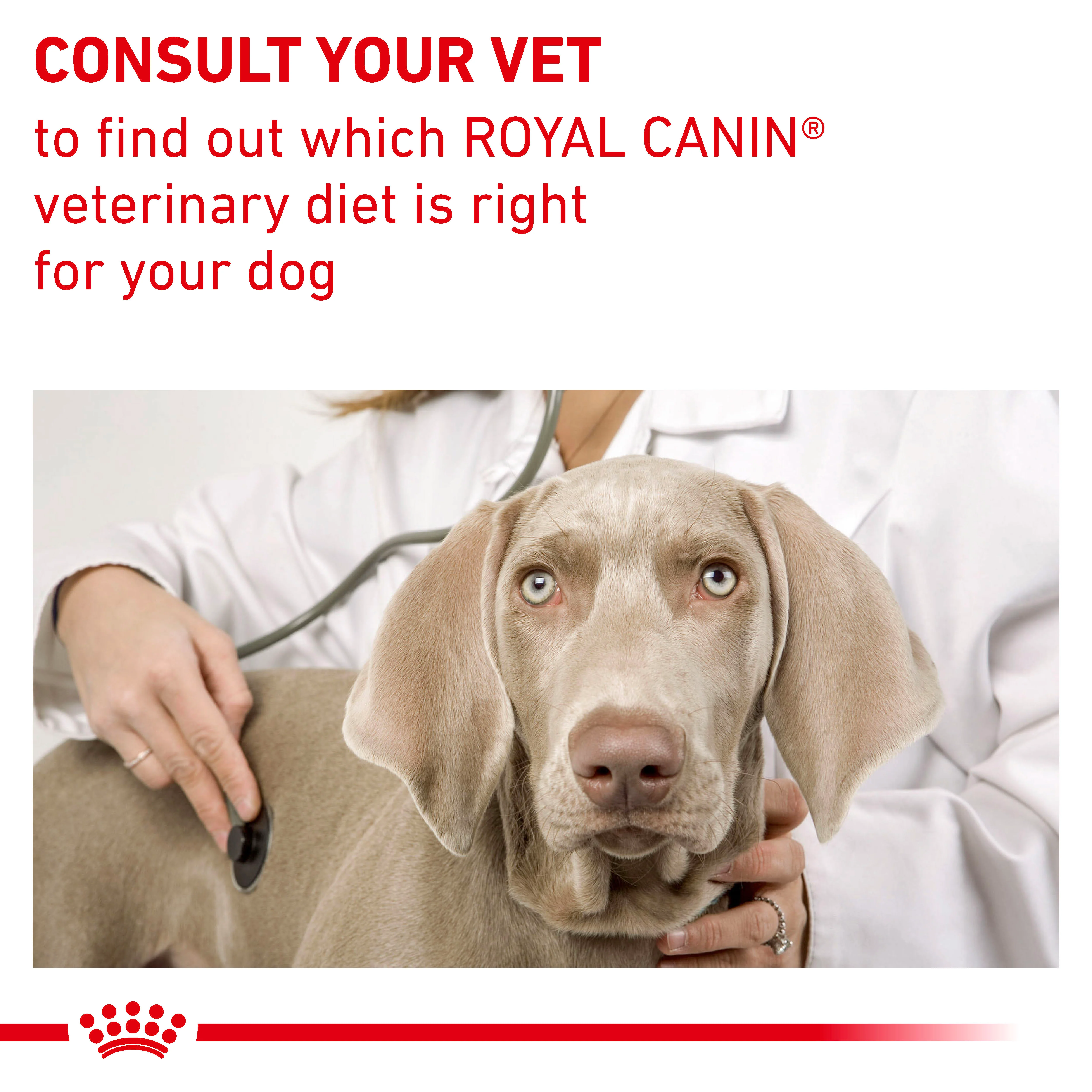 Royal Canin Neutered Adult Thin Slices In Gravy Adult Wet Dog Food 12 x 100g - Image 7
