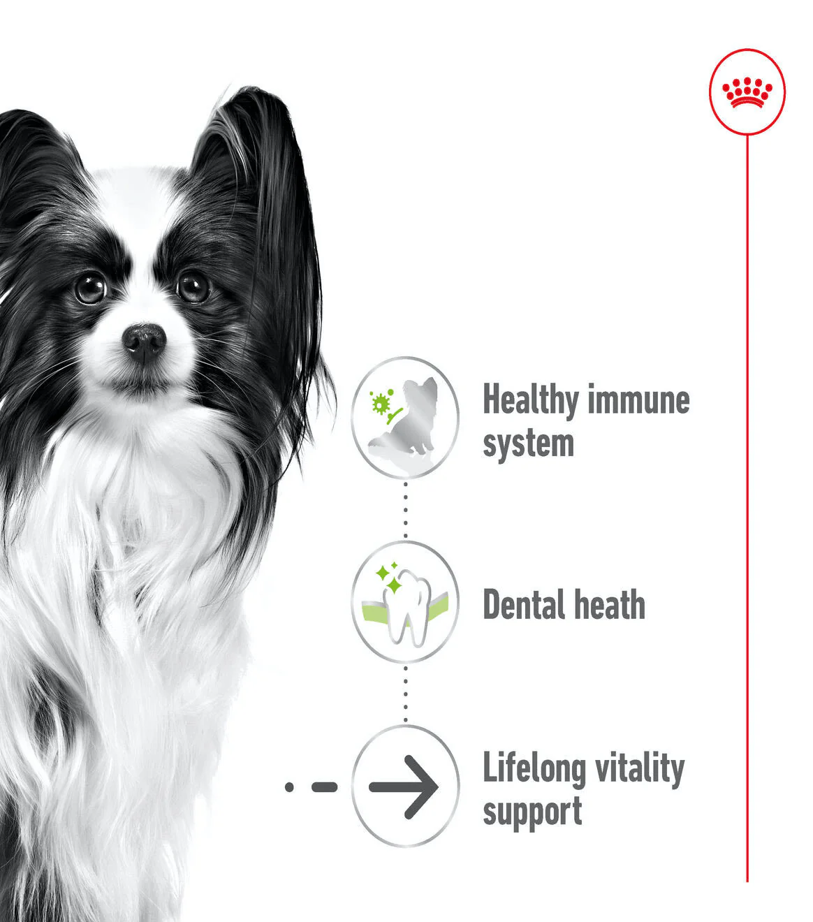 Royal Canin X-Small Ageing 12+ Dry Dog Food - Image 2